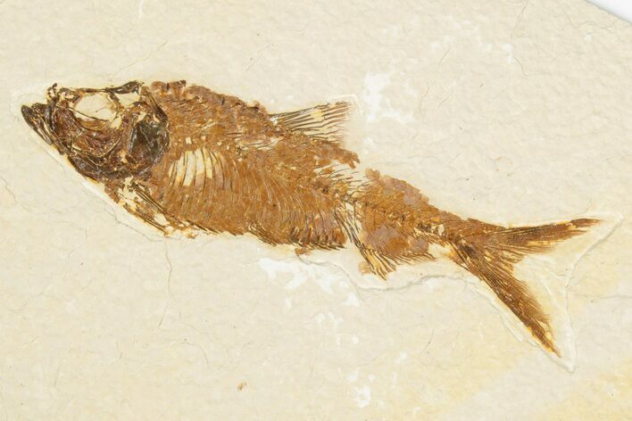 Detailed Fossil Fish (Knightia) - Wyoming #186479
